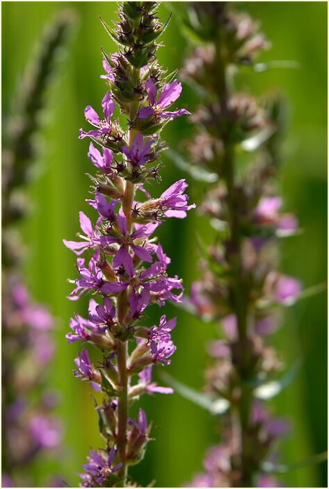 Blut-Weiderich (Lythrum salicaria)