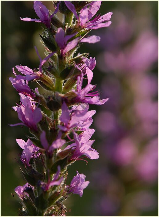 Blut-Weiderich (Lythrum salicaria)