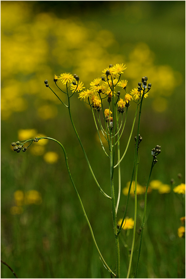 Wiesen-Bocksbart (Tragopogon pratensis)