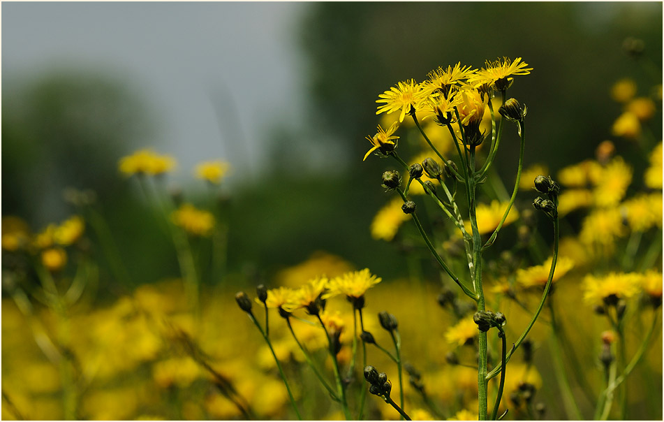 Wiesen-Bocksbart (Tragopogon pratensis)