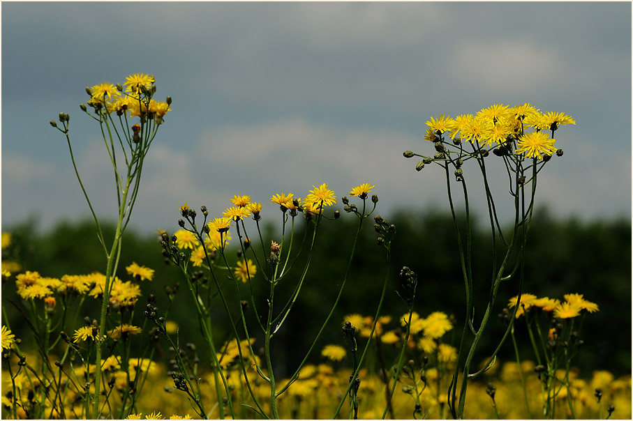 Wiesen-Bocksbart (Tragopogon pratensis)