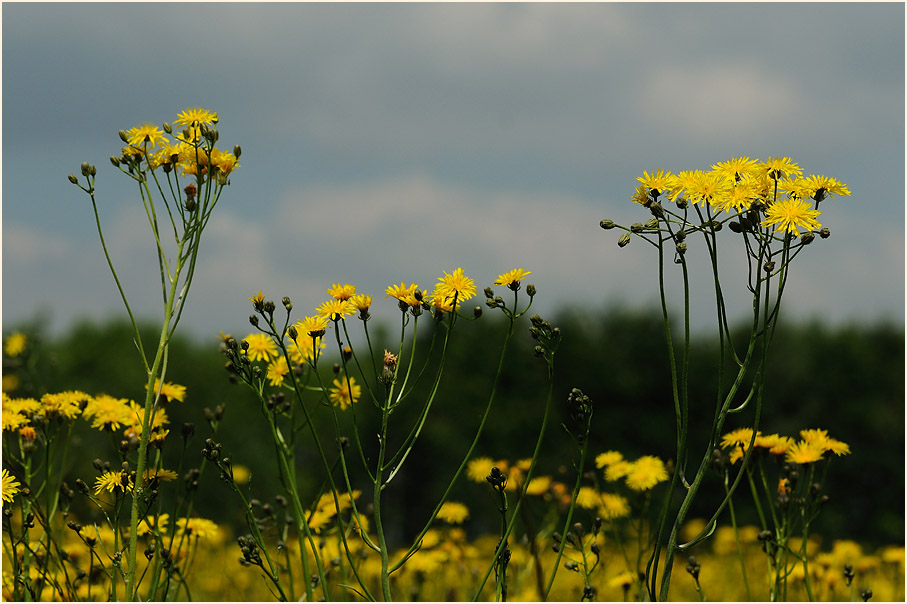 Wiesen-Bocksbart (Tragopogon pratensis)