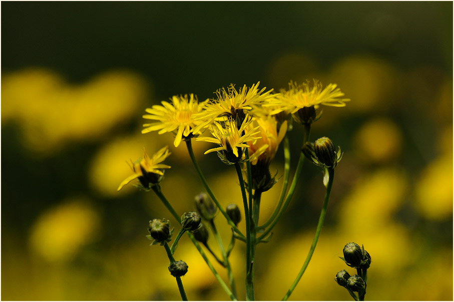 Wiesen-Bocksbart (Tragopogon pratensis)