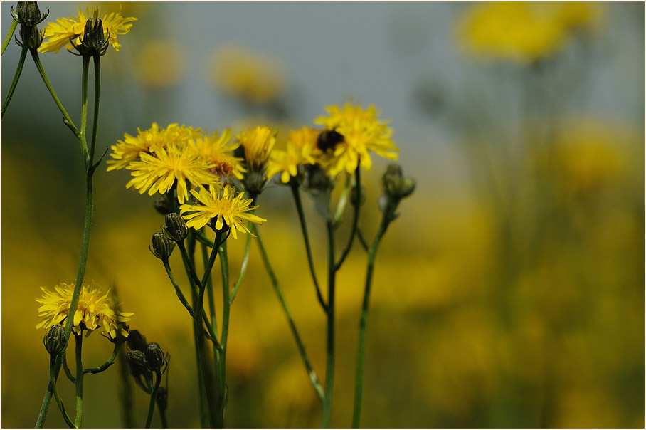 Wiesen-Bocksbart (Tragopogon pratensis)