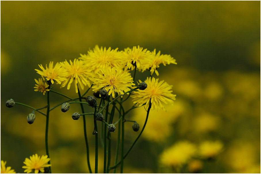 Wiesen-Bocksbart (Tragopogon pratensis)