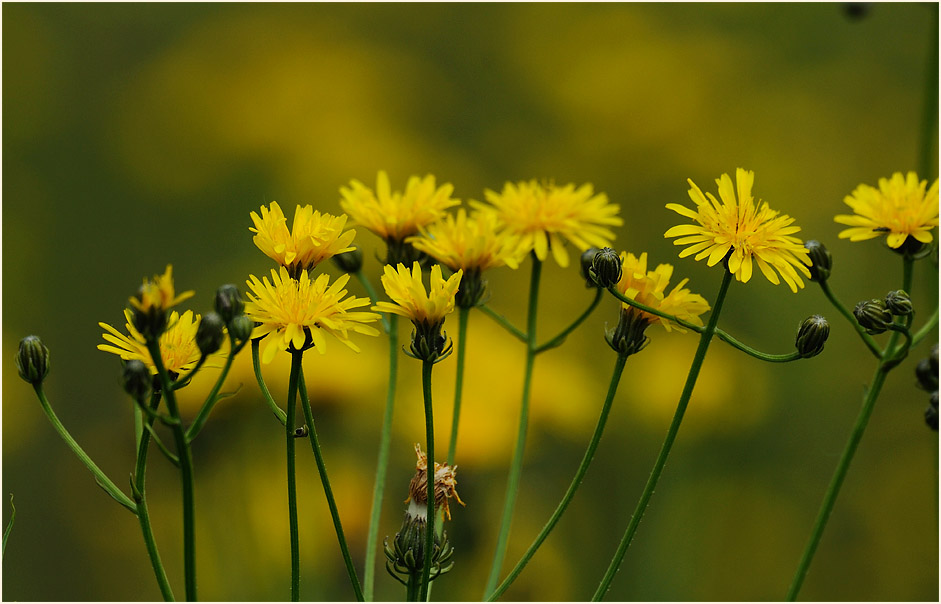 Wiesen-Bocksbart (Tragopogon pratensis)