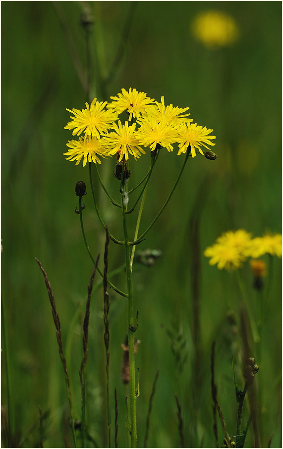 Wiesen-Bocksbart (Tragopogon pratensis)