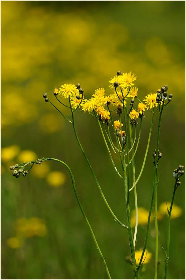 Wiesen-Bocksbart (Tragopogon pratensis)