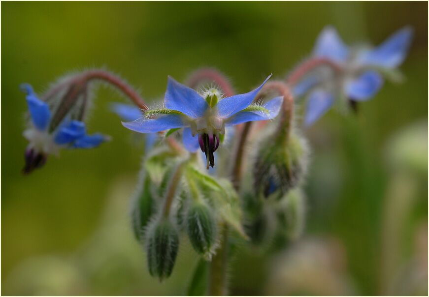 Borretsch (Borago officinalis)