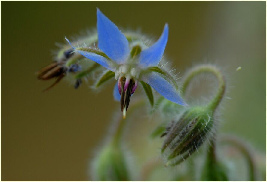 Borretsch (Borago officinalis)