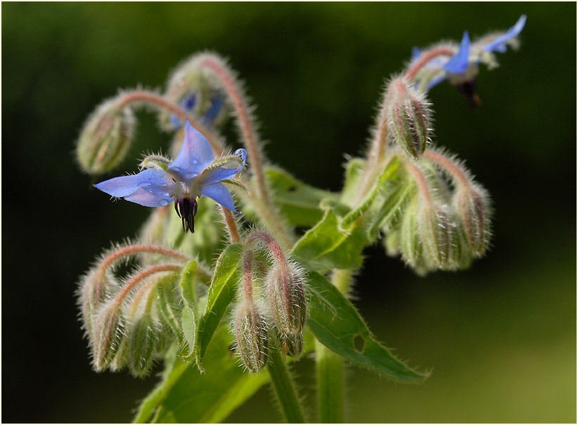 Borretsch (Borago officinalis)