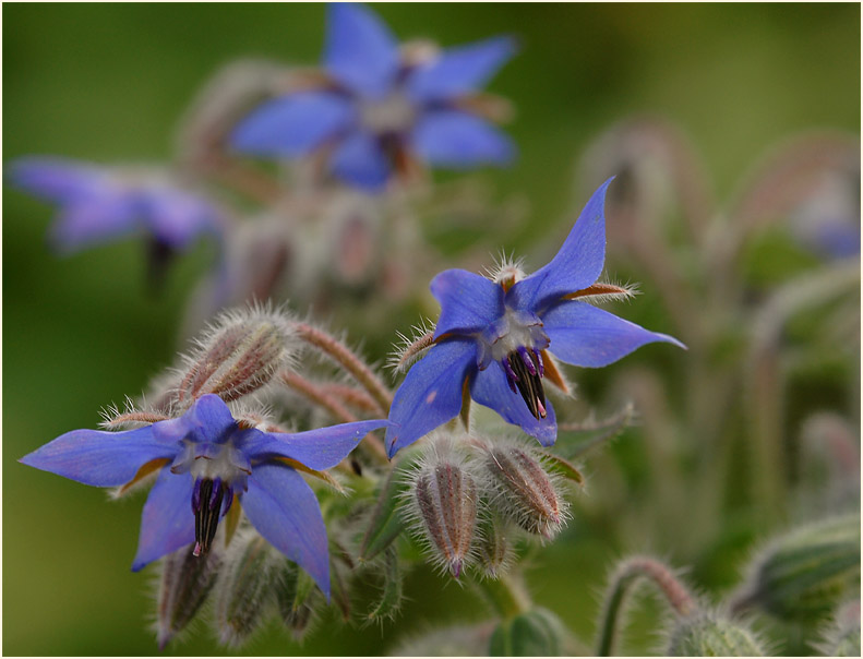 Borretsch (Borago officinalis)