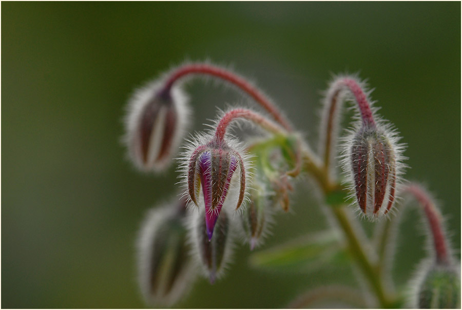 Borretsch (Borago officinalis)