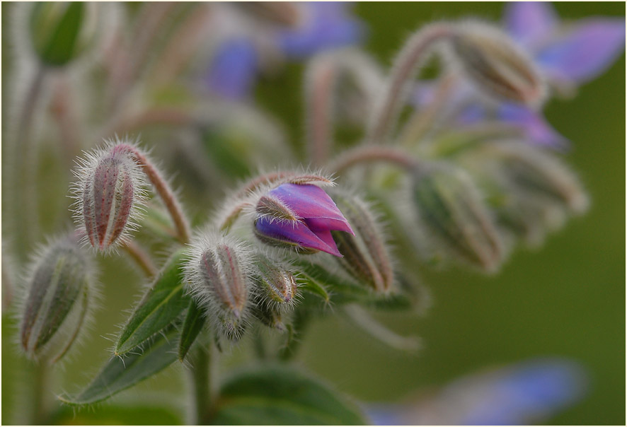 Borretsch (Borago officinalis)