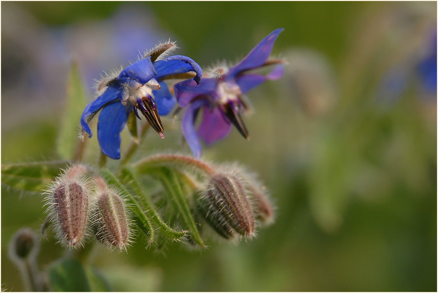 Borretsch (Borago officinalis)