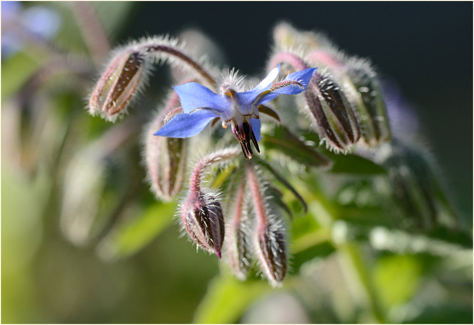 Borretsch (Borago officinalis)