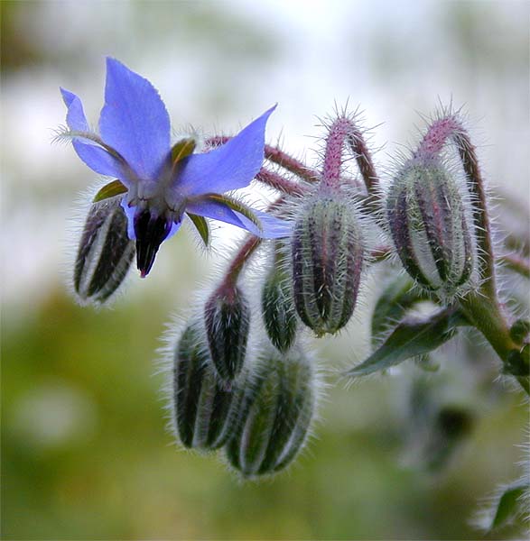 Borretsch (Borago officinalis)