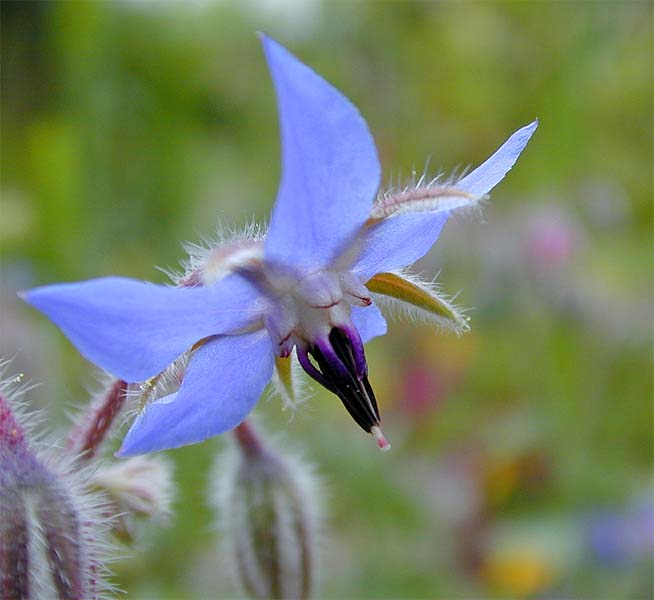 Borretsch (Borago officinalis)