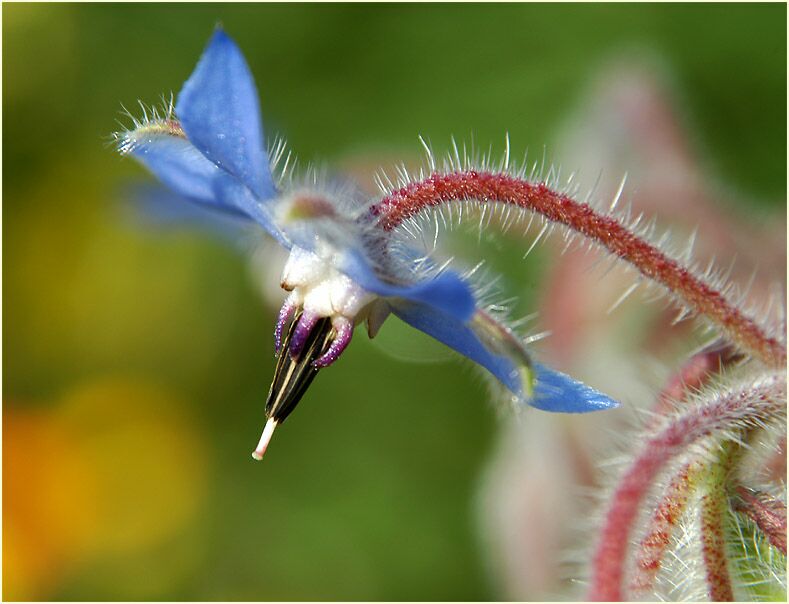 Borretsch (Borago officinalis)