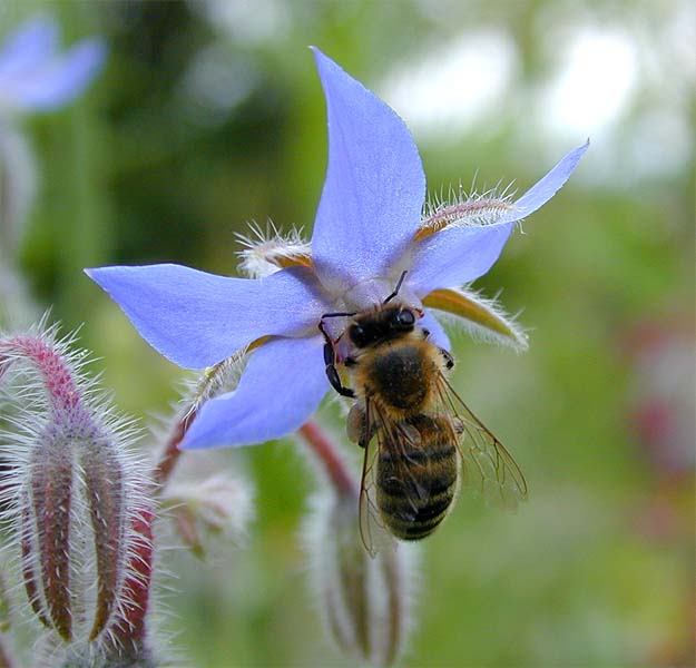 Borretsch (Borago officinalis)