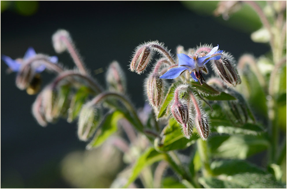 Borretsch (Borago officinalis)