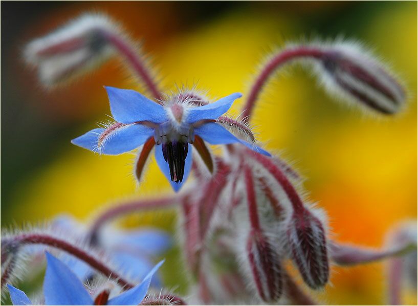 Borretsch (Borago officinalis)