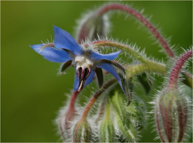 Borretsch (Borago officinalis)