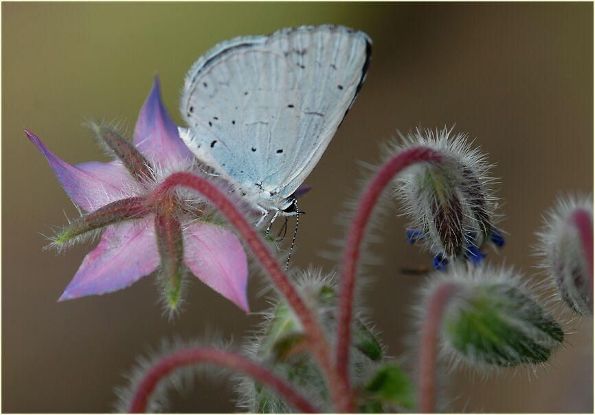 Borretsch (Borago officinalis)