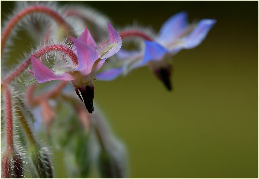 Borretsch (Borago officinalis)