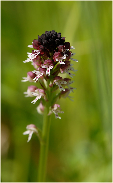 Brand-Knabenkraut (Orchis ustulata)