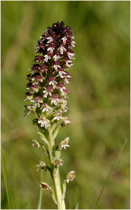 Brand-Knabenkraut (Orchis ustulata)