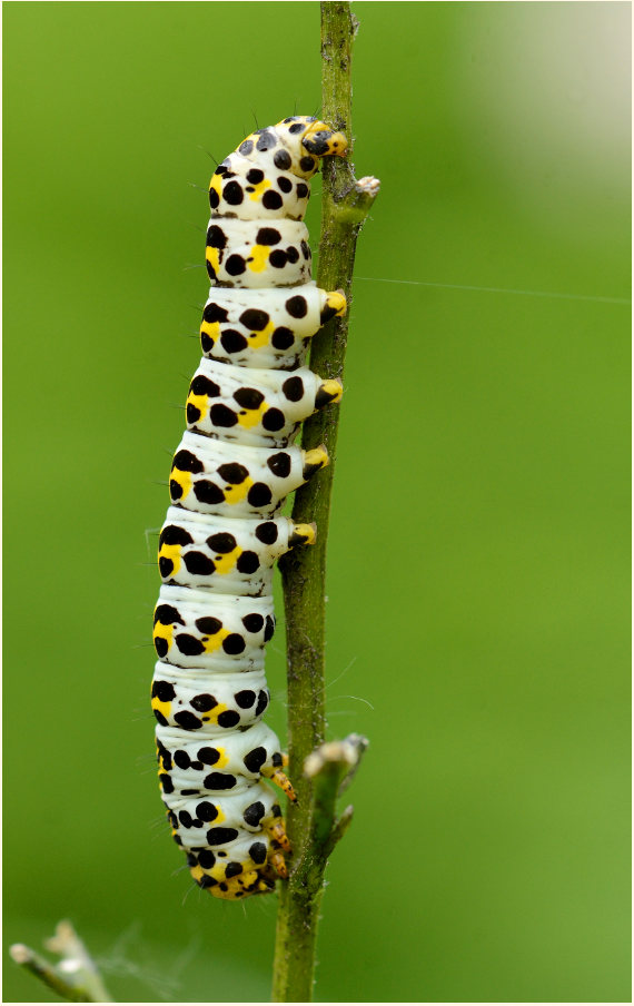 Raupe, Braunwurz-Mönch (Shargacucullia scrophulariae)