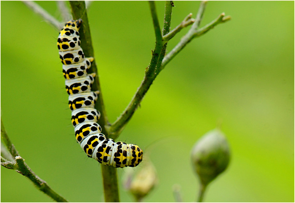 Raupe, Braunwurz-Mönch (Shargacucullia scrophulariae)