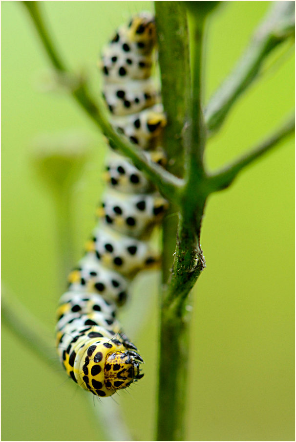Raupe, Braunwurz-Mönch (Shargacucullia scrophulariae)