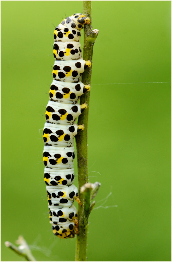 Raupe, Braunwurz-Mönch (Shargacucullia scrophulariae)