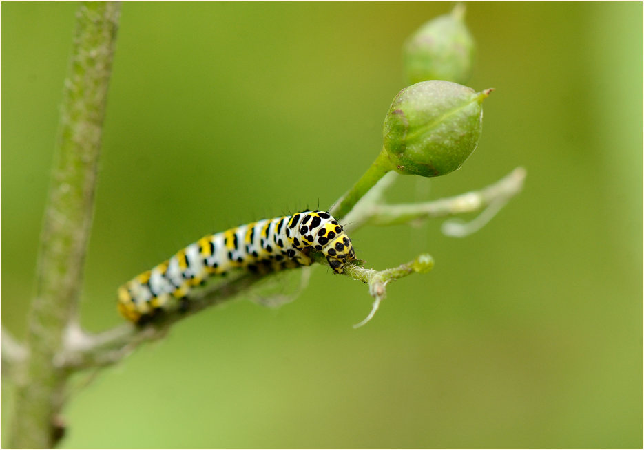 Raupe, Braunwurz-Mönch (Shargacucullia scrophulariae)