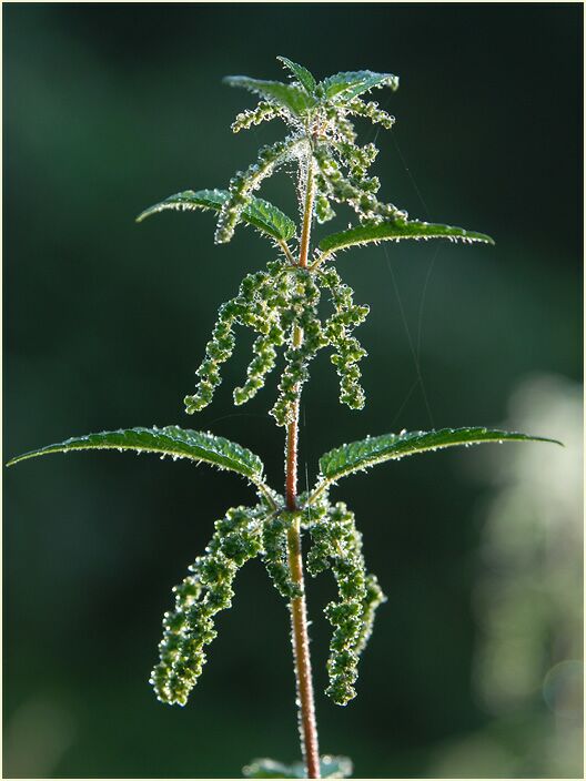 Brennessel (Urtica)