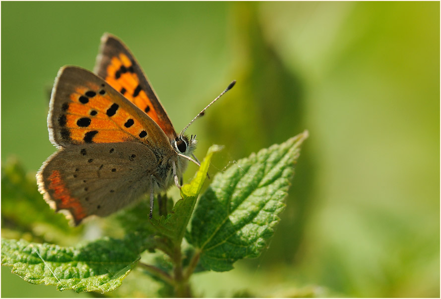 Kleiner Feuerfalter auf Brennessel (Urtica)