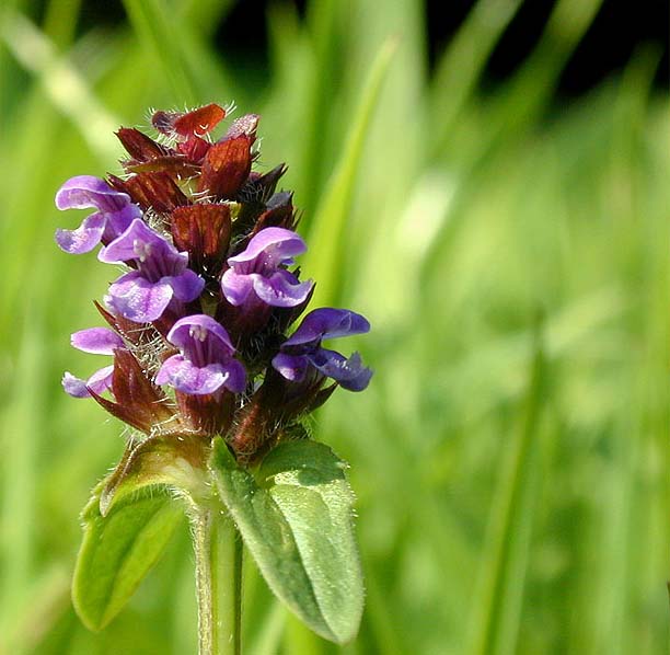 Brunelle (Prunella vulgaris)