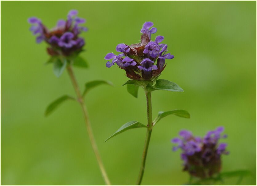 Brunelle (Prunella vulgaris)