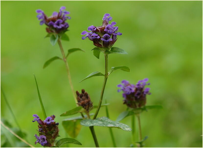 Brunelle (Prunella vulgaris)