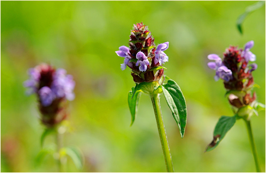 Brunelle (Prunella vulgaris)