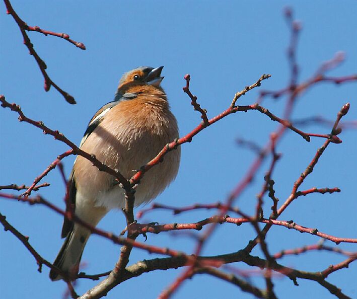 Buchfinkm&auml;nnchen