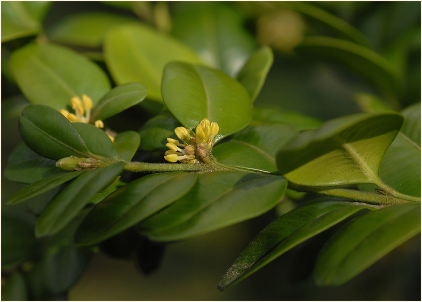 Buchsbaum (Buxus sempervirens)