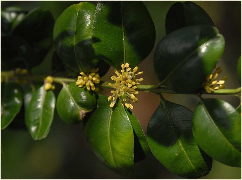 Buchsbaum (Buxus sempervirens)