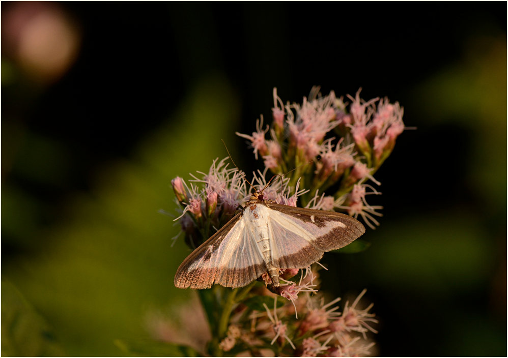Schmetterling, Buchsbaumzünsler