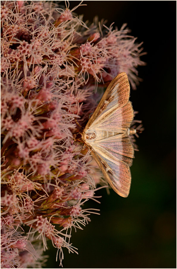 Schmetterling, Buchsbaumzünsler