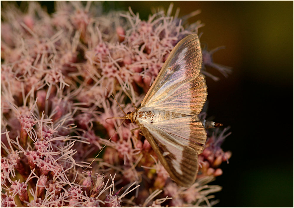 Schmetterling, Buchsbaumzünsler