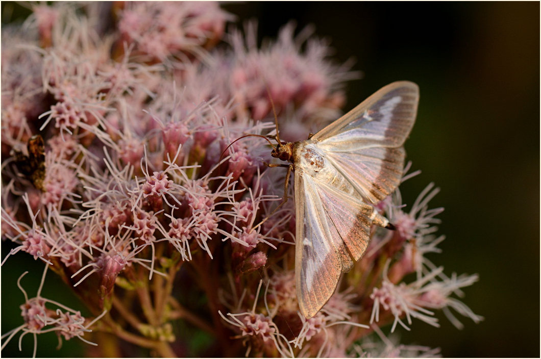 Schmetterling, Buchsbaumzünsler