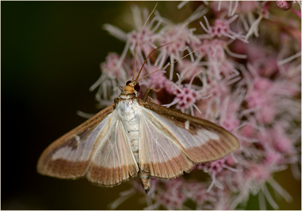 Schmetterling, Buchsbaumzünsler
